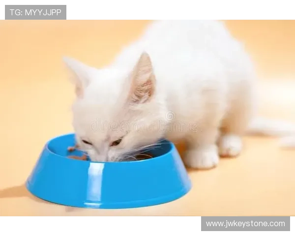 博天堂app最新优惠政策，详细解读各类促销活动的参与方式